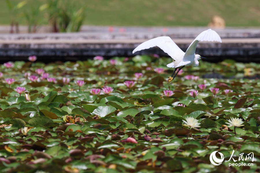 彩蓮滿塘鷺鳥飛。人民網(wǎng)記者 陳博攝