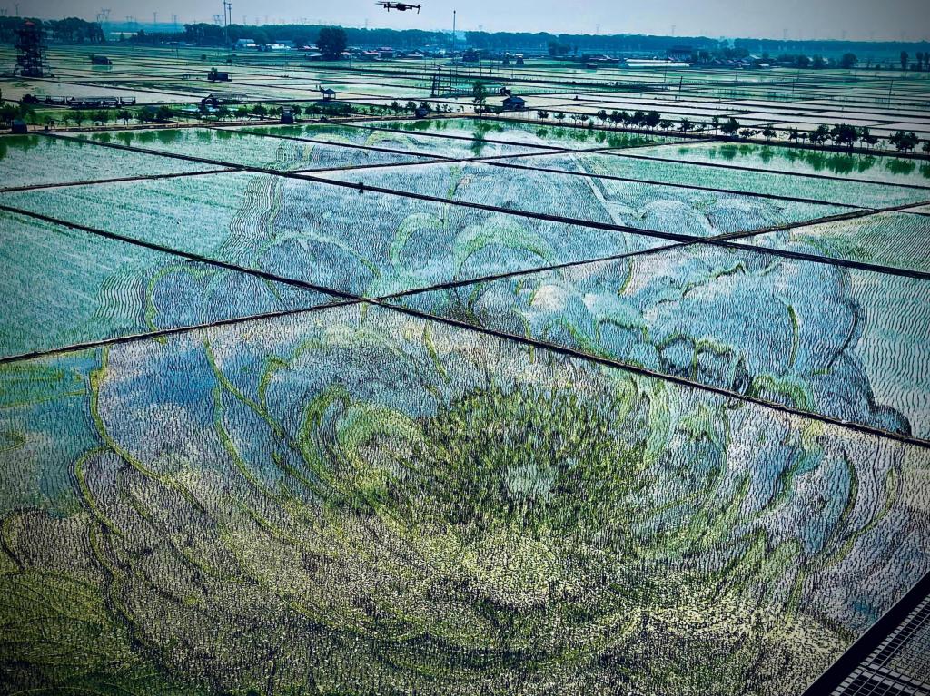 國(guó)色山河主題稻田畫(huà)。人民網(wǎng)記者 任妍攝