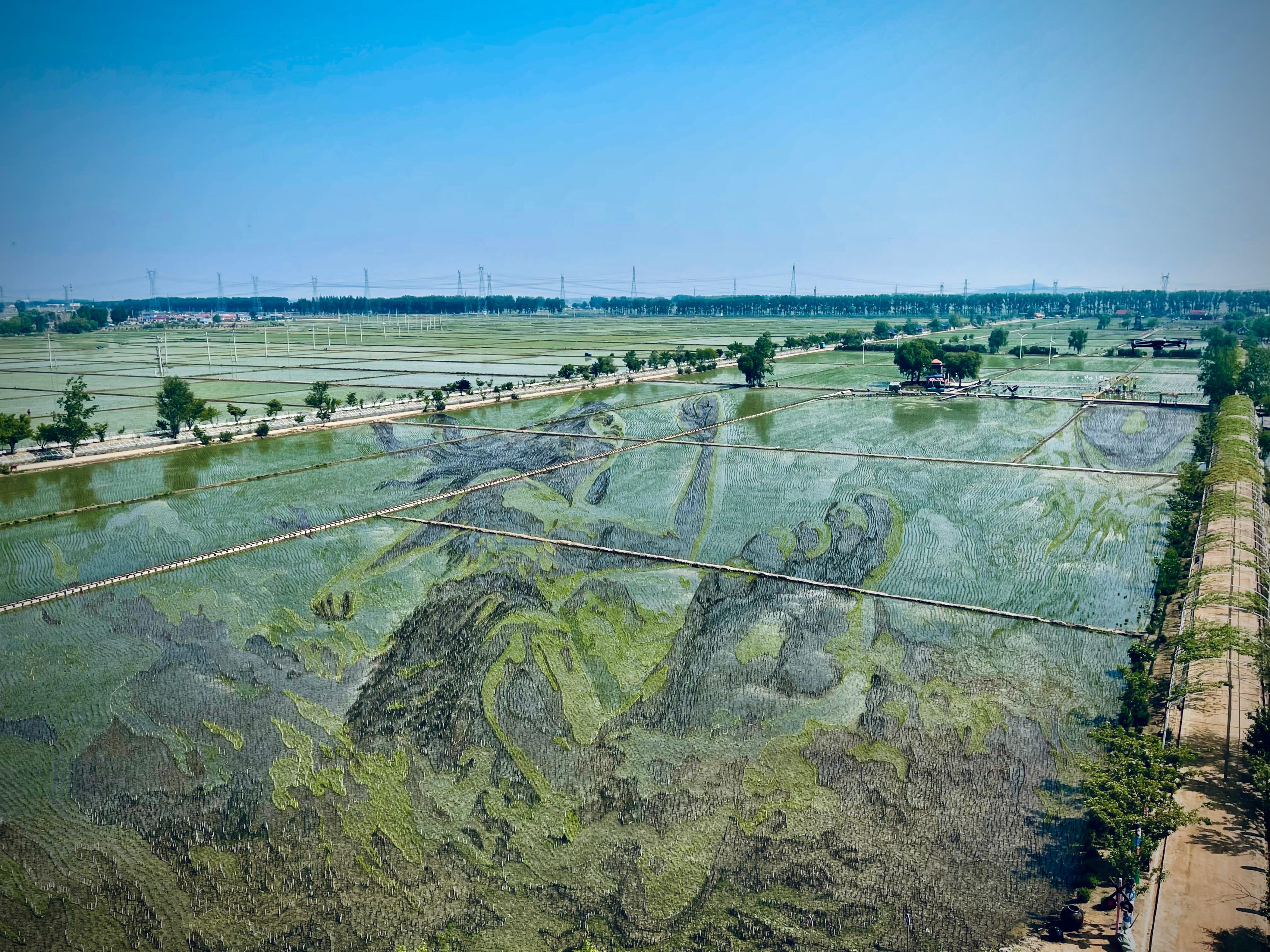 “歷史典故-夸父逐日”稻田畫(huà)。人民網(wǎng)記者 任妍攝