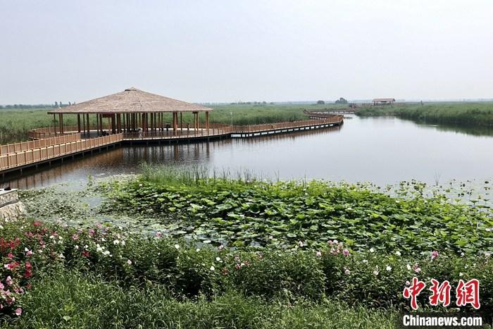 從完成頂層設(shè)計(jì)到如火如荼大規(guī)模建設(shè)，六年來(lái)，雄安新區(qū)如春天的竹子一般拔節(jié)生長(zhǎng)，這座承載千年大計(jì)的“未來(lái)之城”已雄姿初顯。從“一張白紙”開始著墨，如今的雄安新區(qū)已是濃墨重彩的“山水畫”。<a target='_blank' href='/'>中新社</a>記者近日走訪了雄安新區(qū)多地，從“藍(lán)綠金”三色感受這座“未來(lái)之城”的巨大變化。圖為7月20日，河北白洋淀上荷花滿淀、蘆花搖曳。 <a target='_blank' href='/'>中新社</a>記者 易海菲 攝